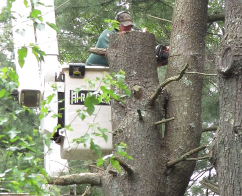 Man in an elevated bucket making a cut with a chainsaw