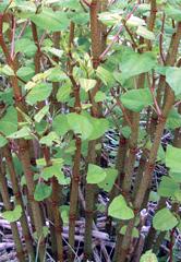 Japanese knotweed