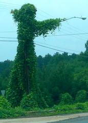 Kudzu