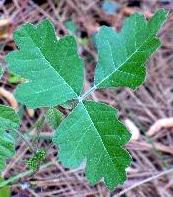 Poison oak