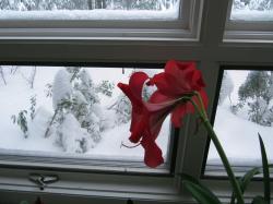 A blooming amaryllis