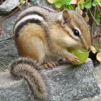 A chipmunk