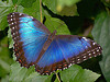 Blue Morpho (Frank Model)