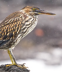 Garza Estriada